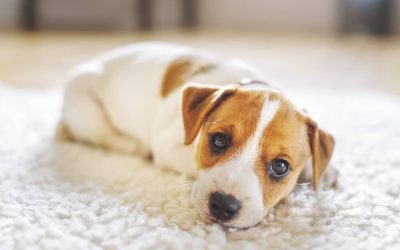Carpet Cleaning With Pets (And Pet Stains)