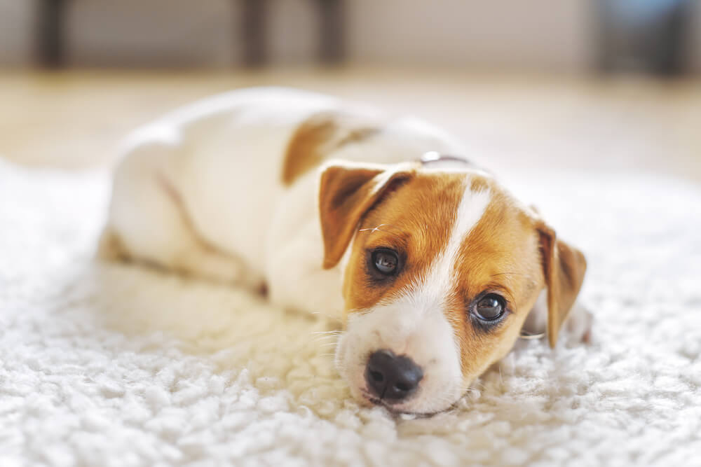 Carpet Cleaning With Pets (And Pet Stains)