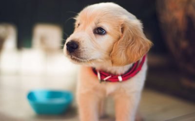 Get Rid Of Pet Urine And Odors With These 4 Proven Methods