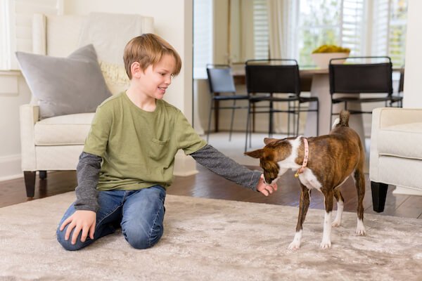 boy and dog playing on area rug