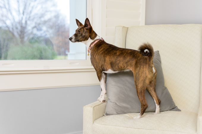 pet dog on white upholstery