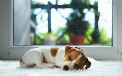 Can Chem-Dry Carpet Cleaners Remove Pet Stains?