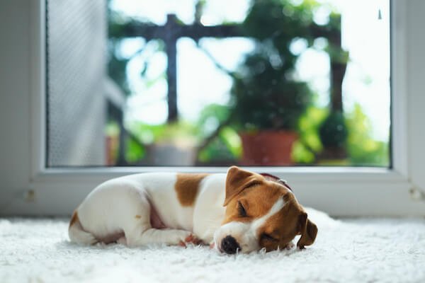 Can Chem-Dry Carpet Cleaners Remove Pet Stains?