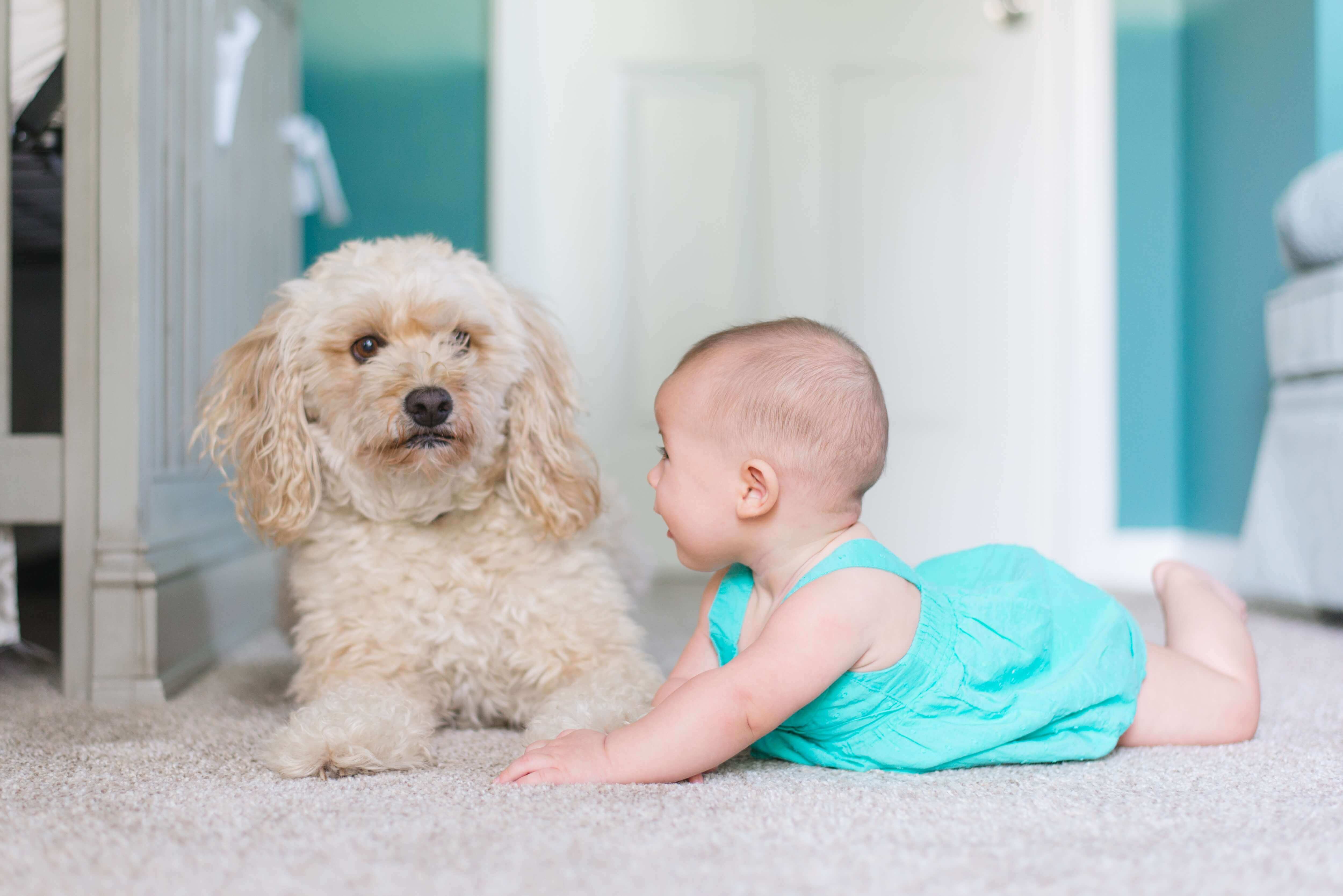 dog and baby laying on clean carpet