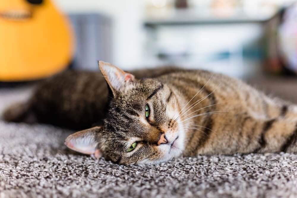 tabby cat with squinted eyes laying down on carpet