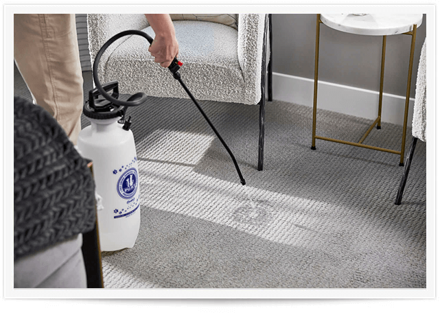 tech removing pet urine stain on carpet